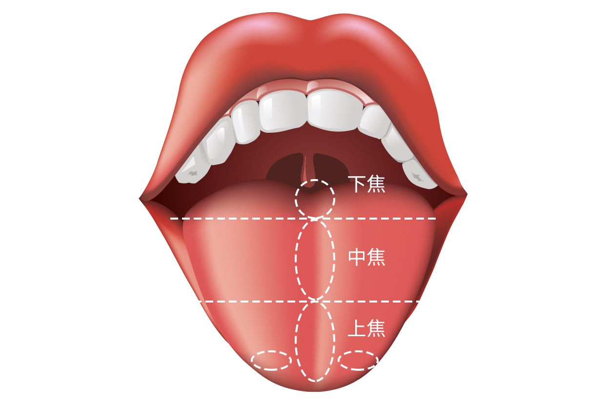 舌头分解图图片
