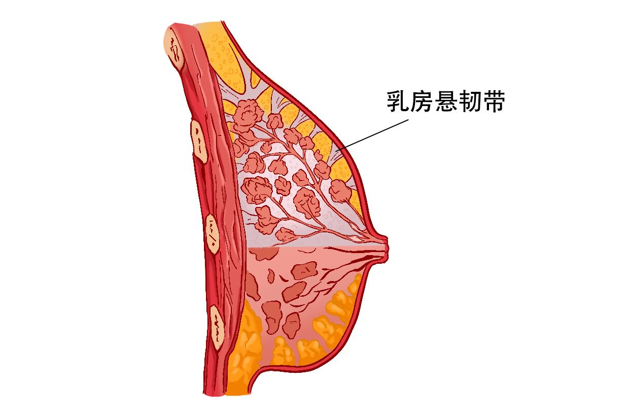 乳房悬韧带在哪个部位图片