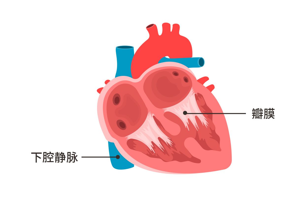 心脏内部结构分为四个腔室