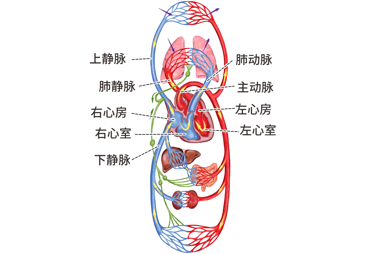 静脉与动脉的流向图图片