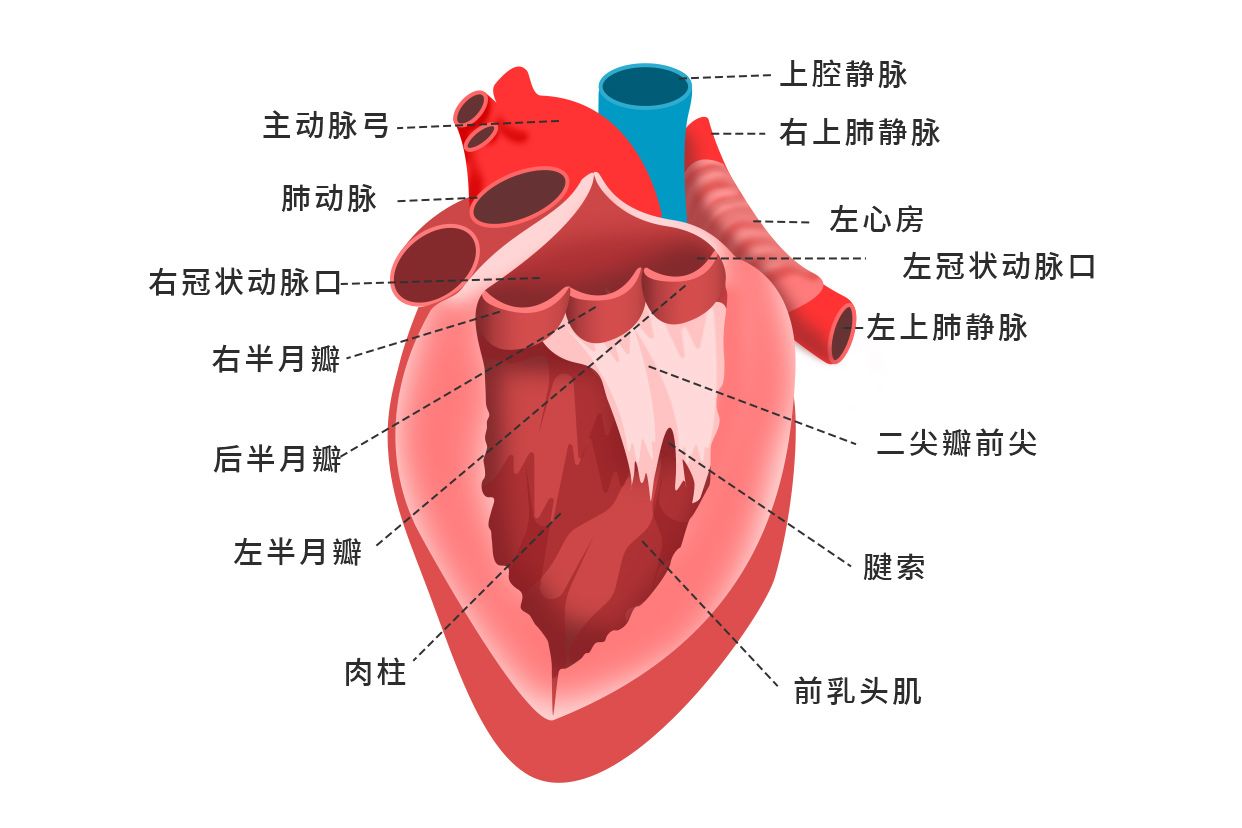 左心室解剖图