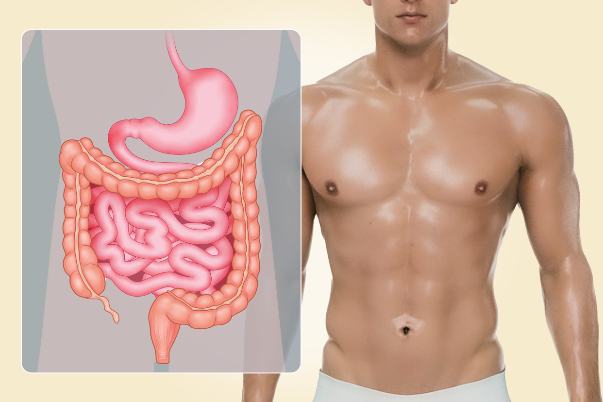 男性肠胃图