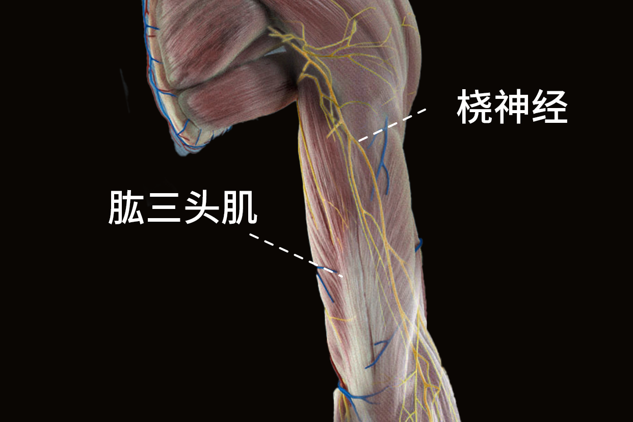 肱骨肌肉解剖图片图片