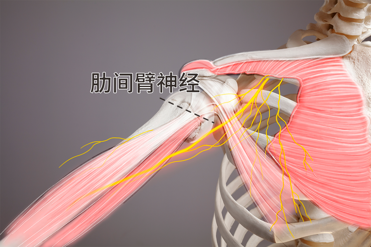 肋间臂神经解剖图