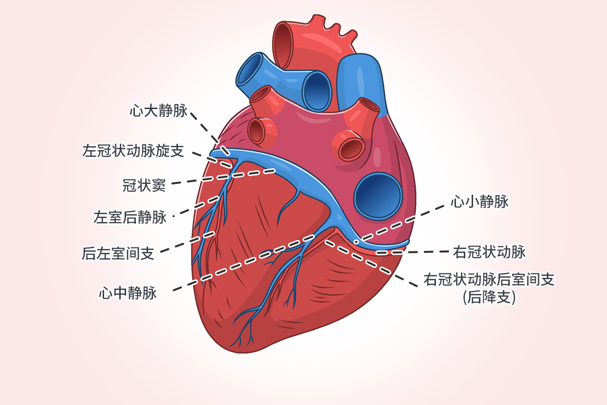 冠状动脉的正常生理及解剖图