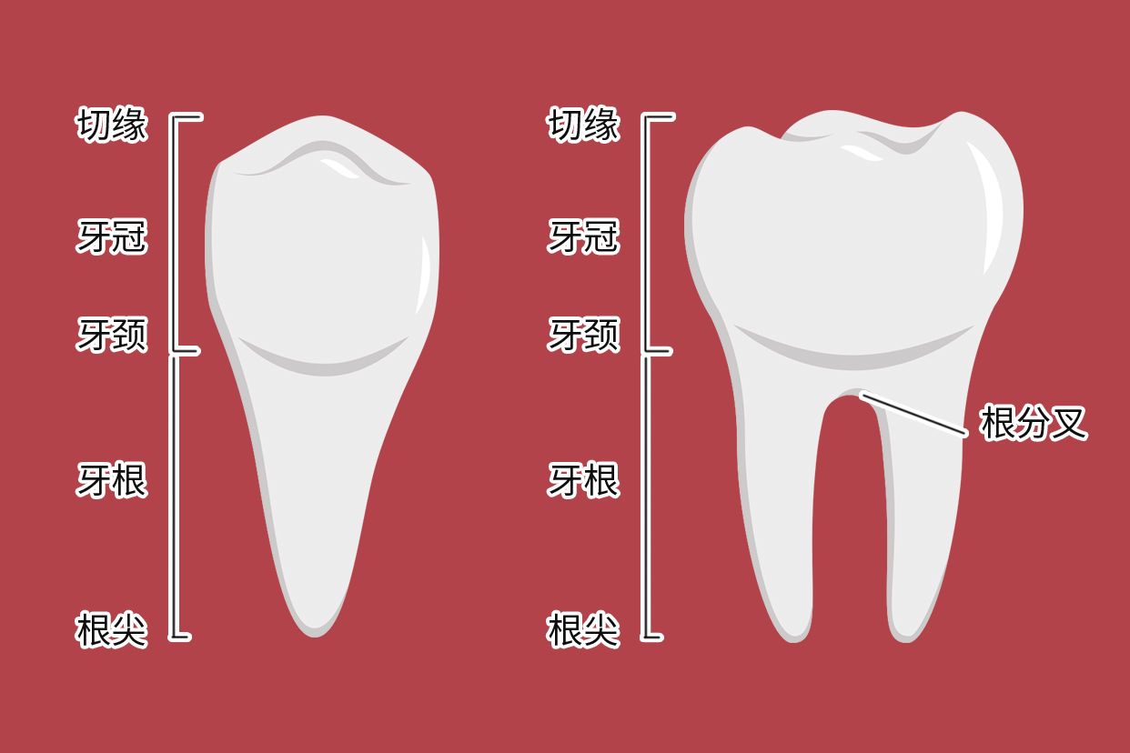 牙根颈三分之一图解图片