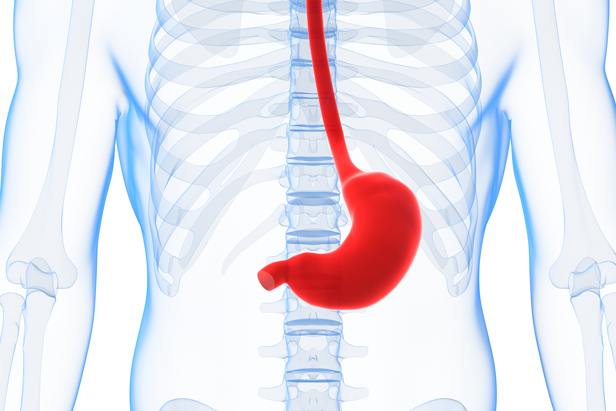 胃窦在胃的什么位置图图片