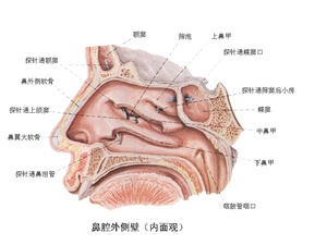 头部呼吸系统剖面图