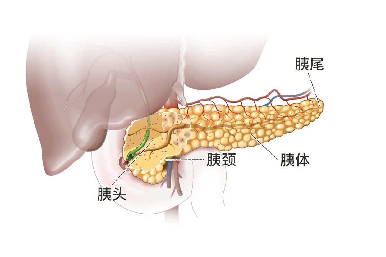 人体胰腺结构图
