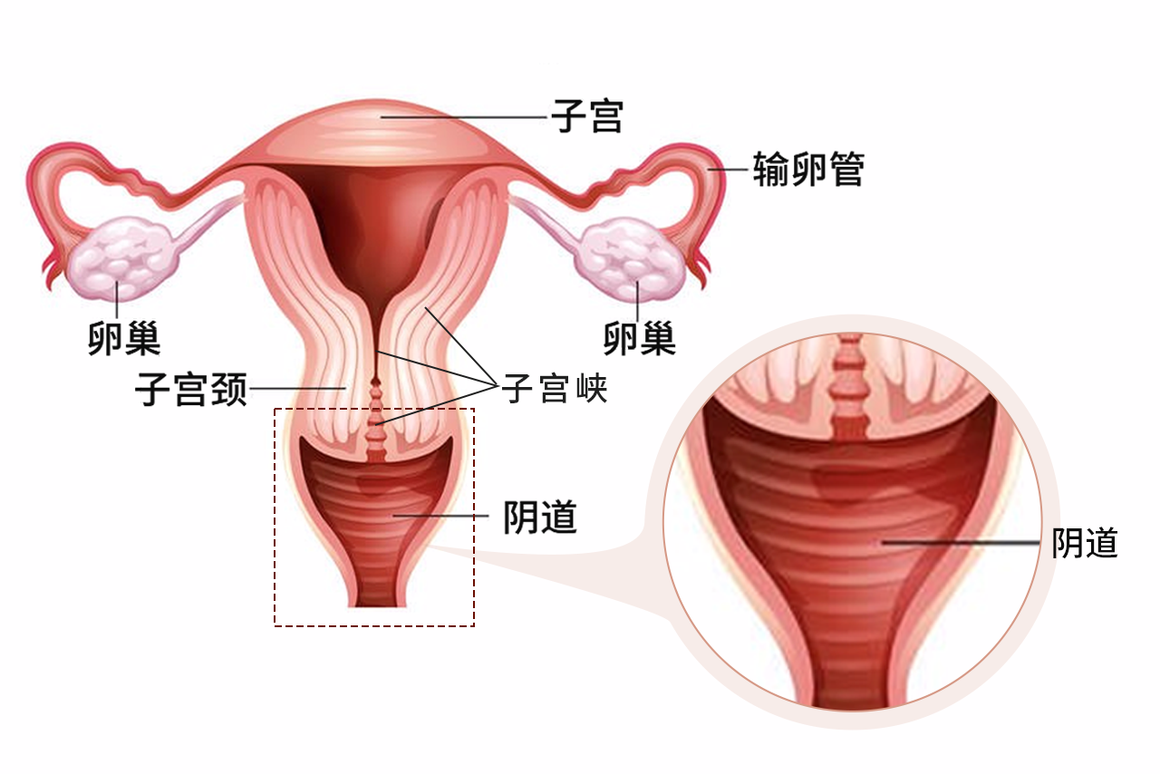 子宫下段形成图片