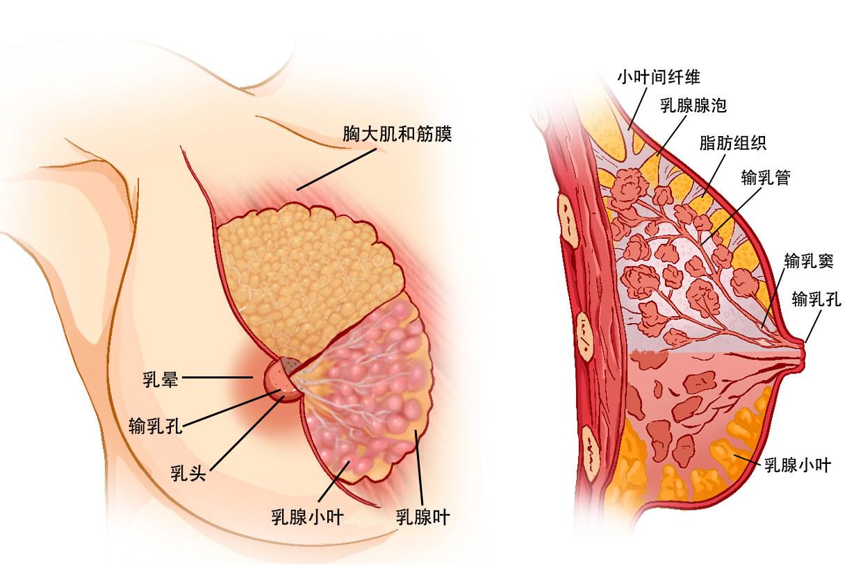 乳房解剖图实体图片