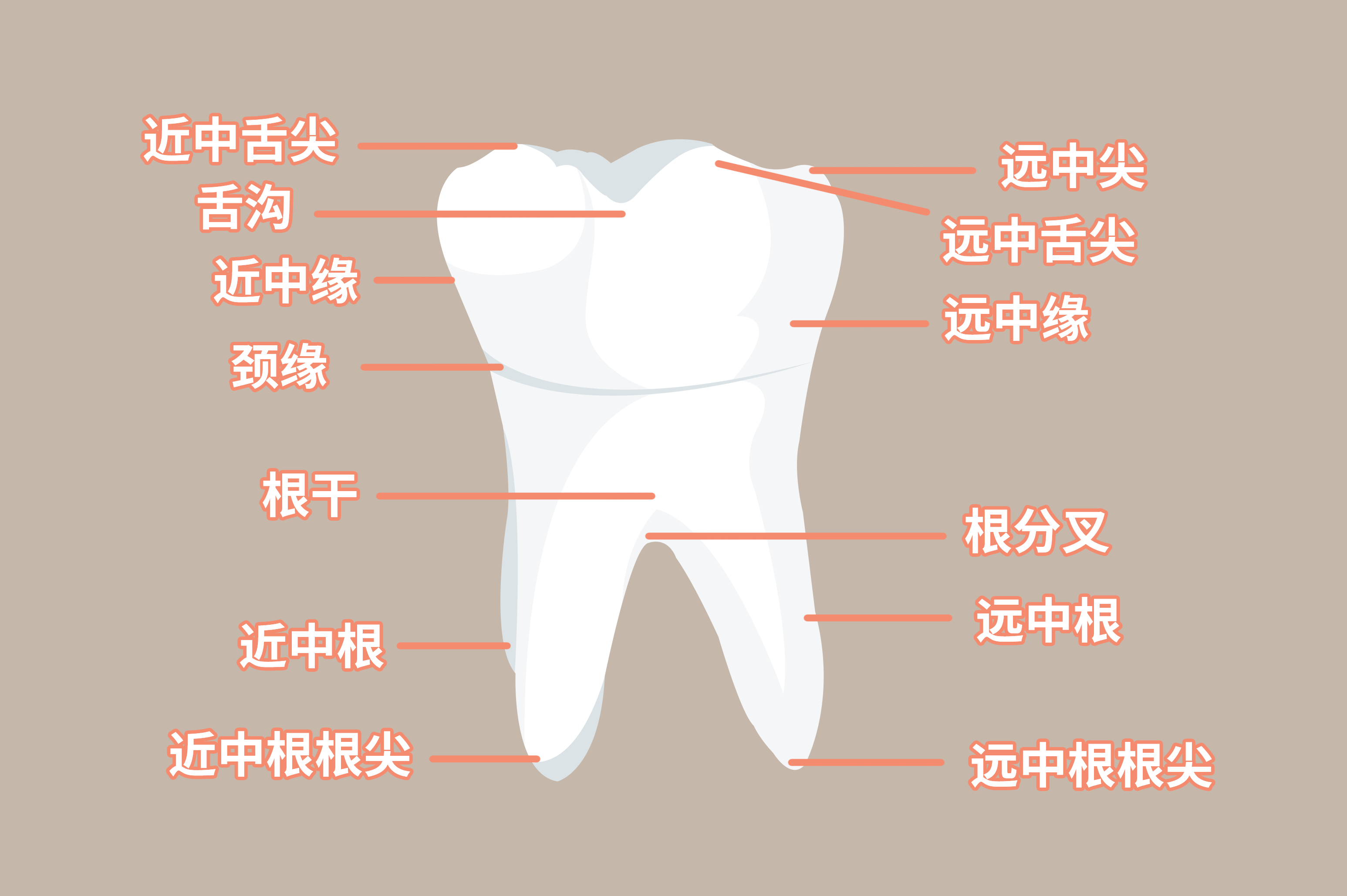 右下颌第一磨牙图片图片