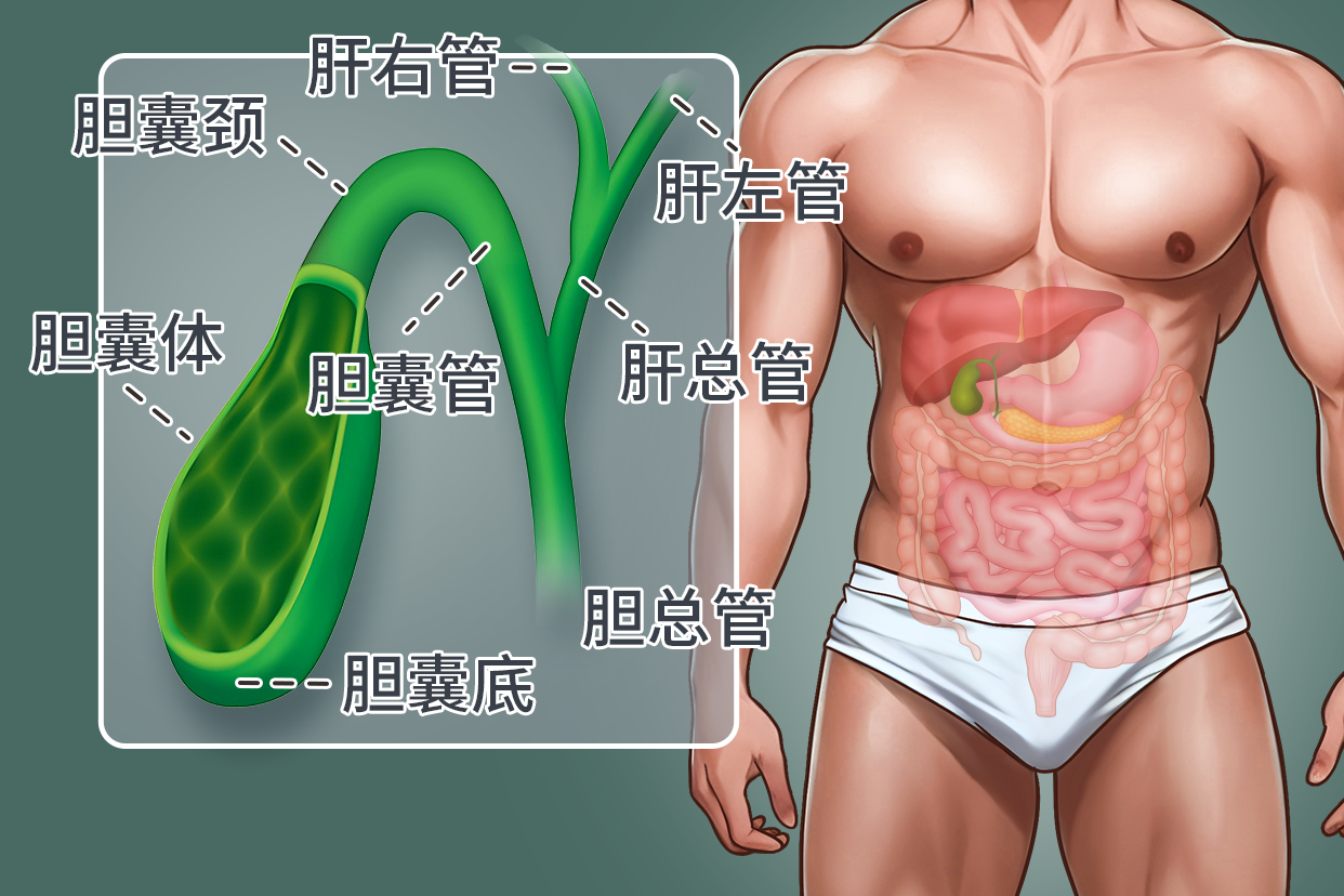 胆的解剖位置及图解