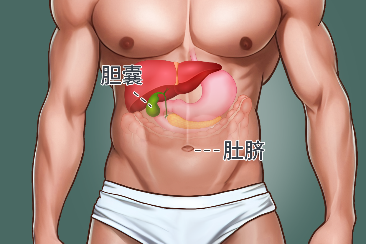 约10厘米的位置，若细菌感染容易引起胆囊病变，需配合医生针对性治疗。