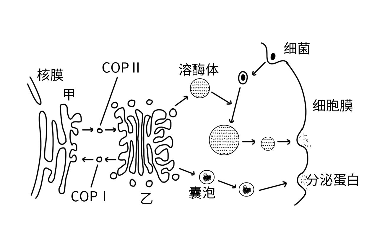 溶酶体简笔画图片