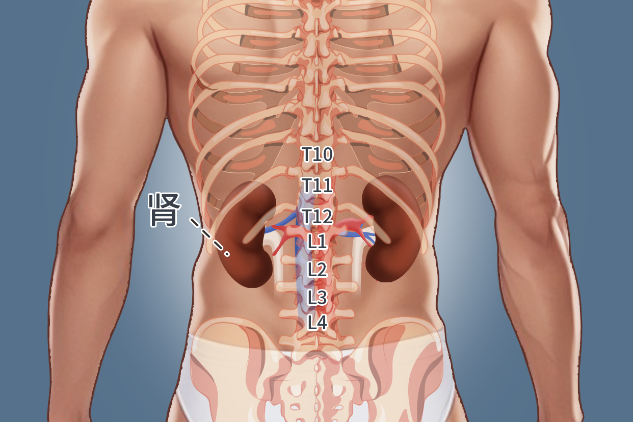 肾脏脊柱位置图