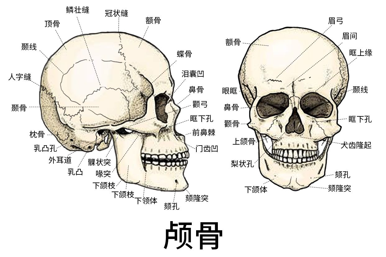 颅骨结构图