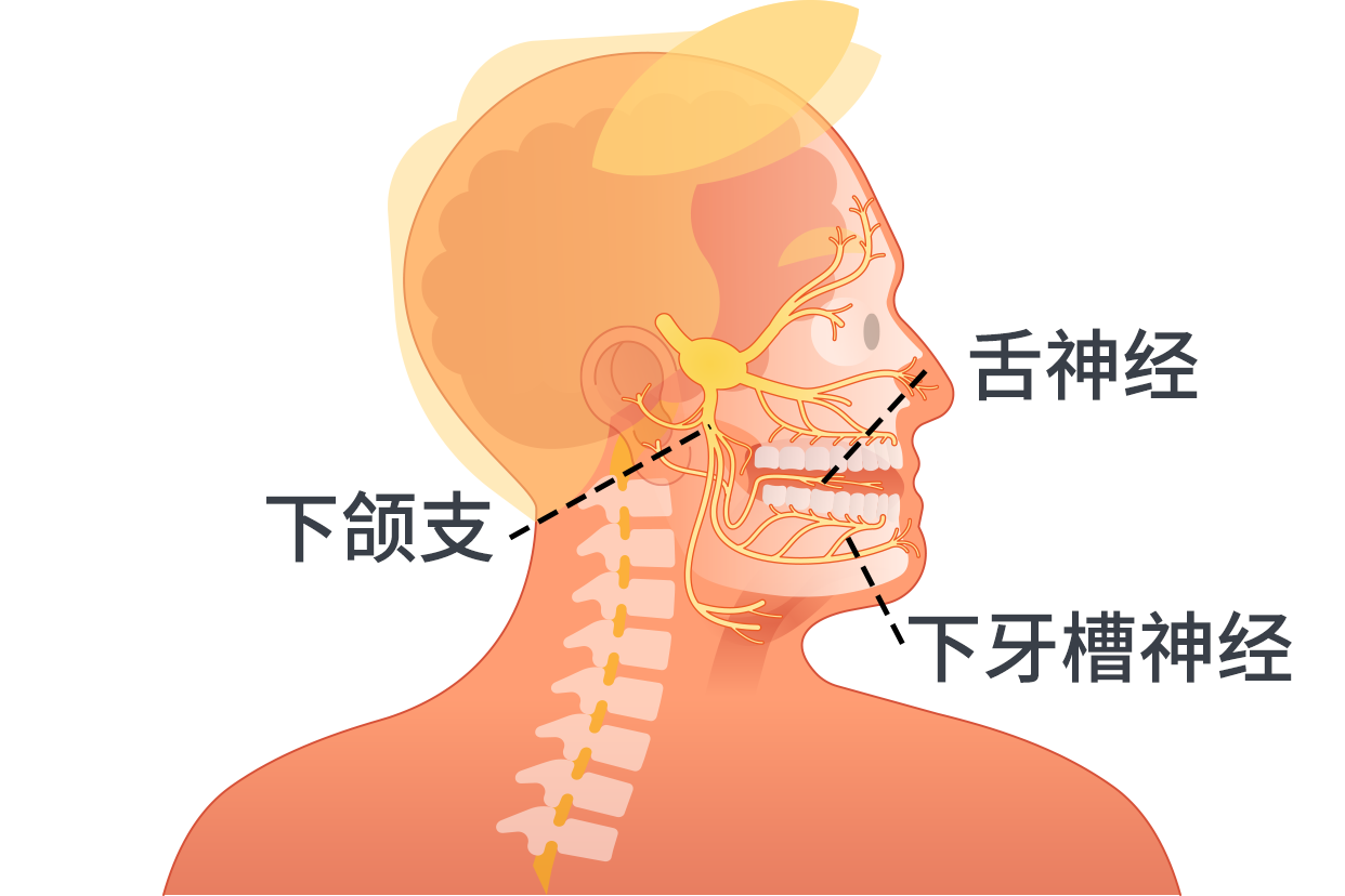 下颌缘支神经位置图图片