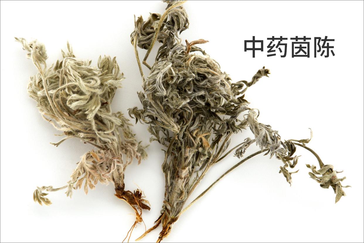 中药茵陈