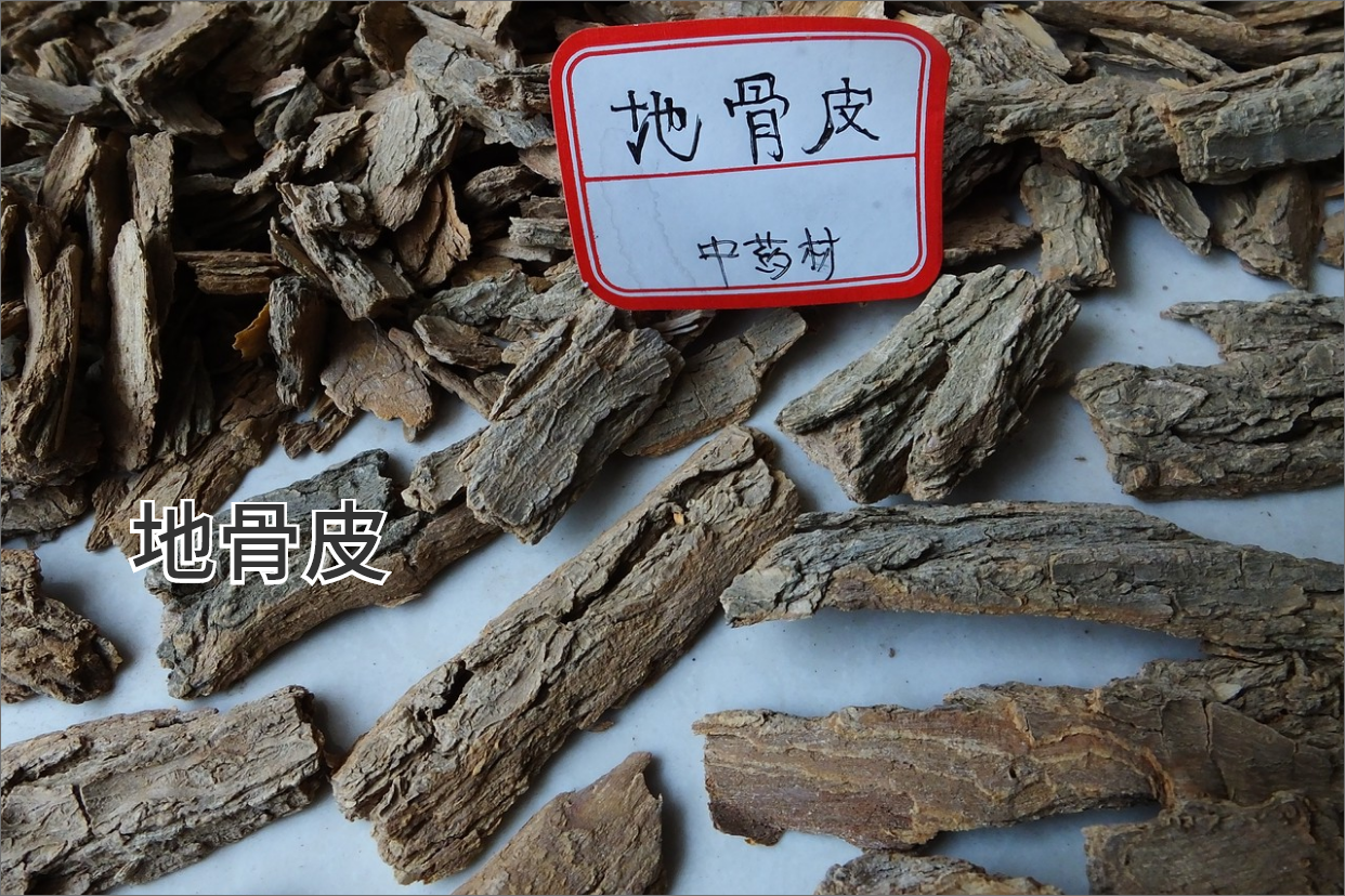 地骨皮图片