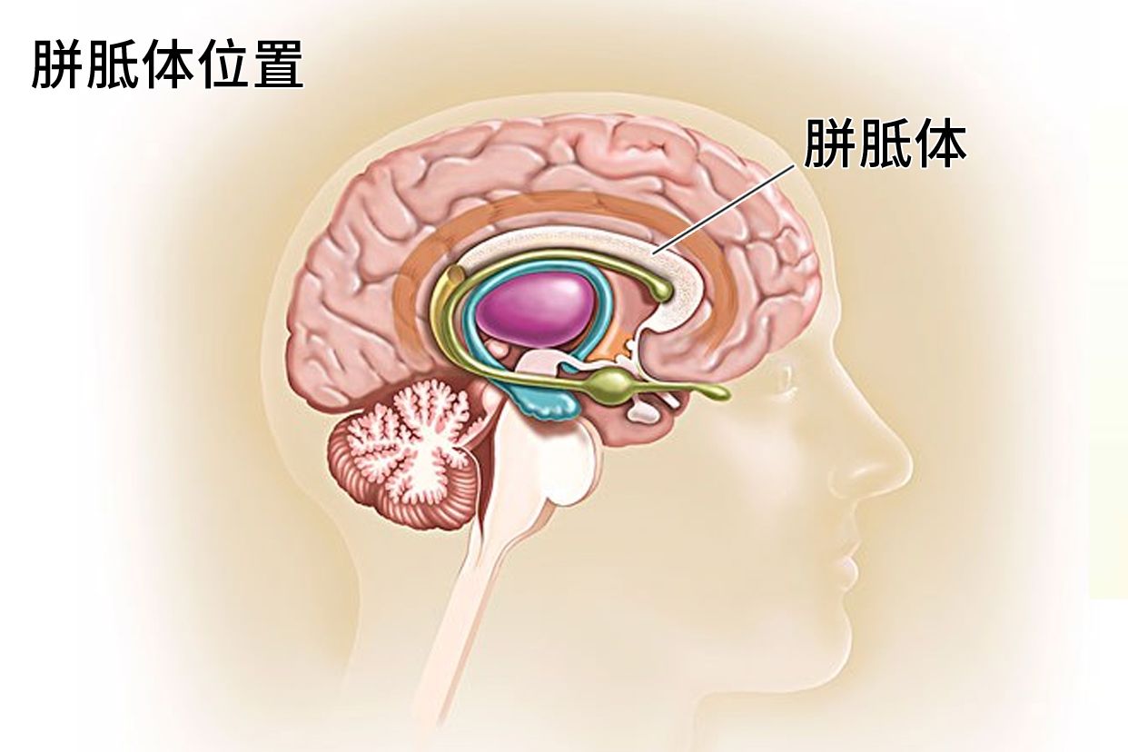 胼胝体位置图片
