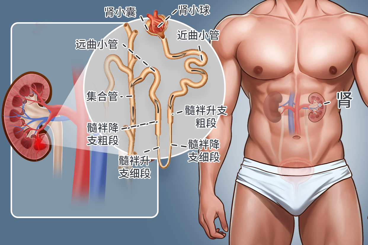 肾脏位置图