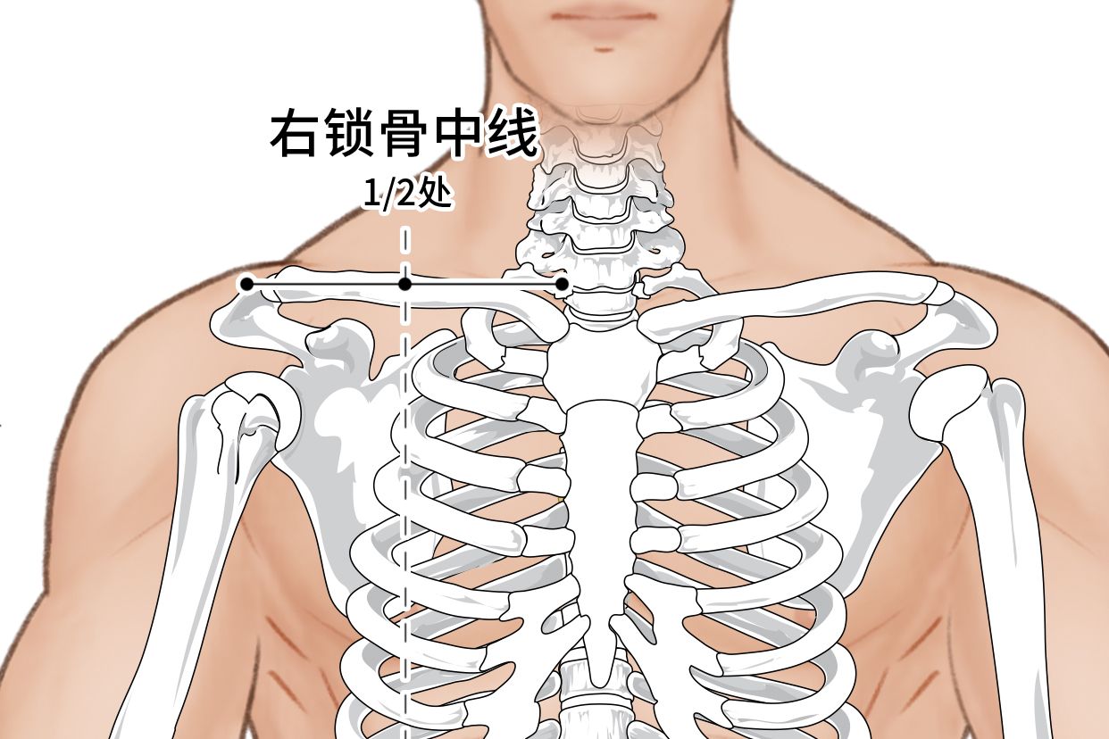 右锁骨中线位置图片