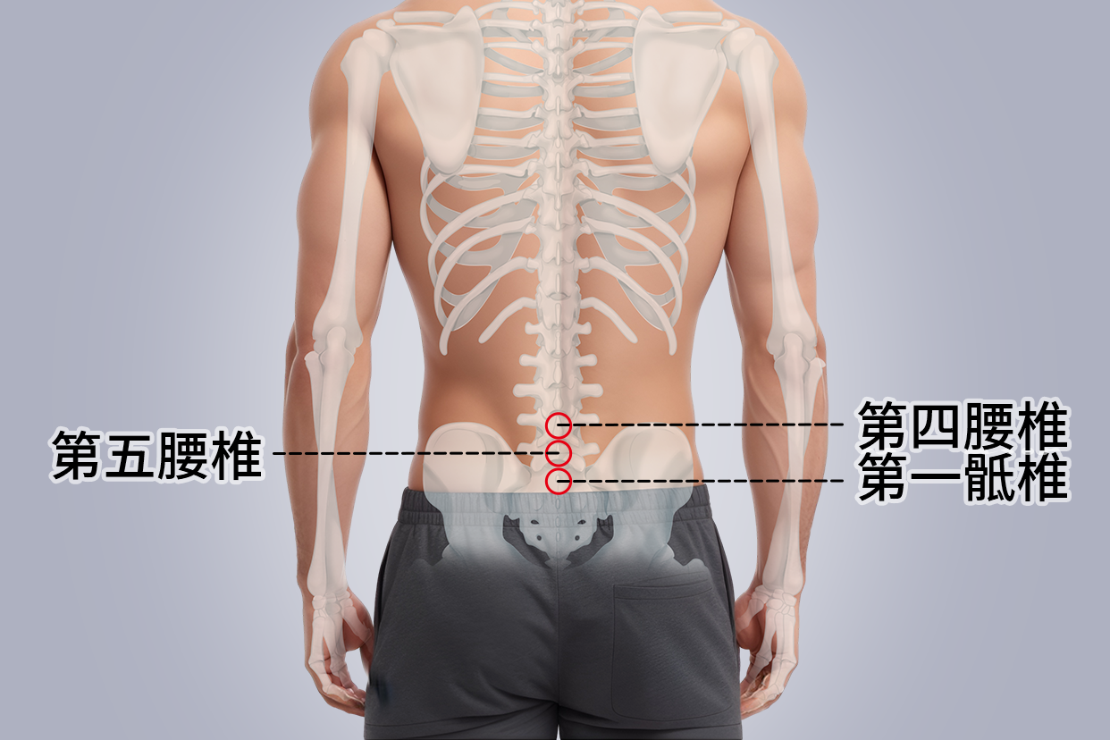 第五腰椎位置图片