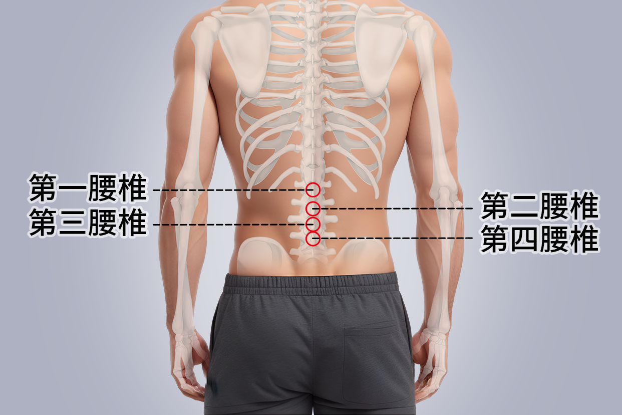第二腰椎和第三腰椎位置图