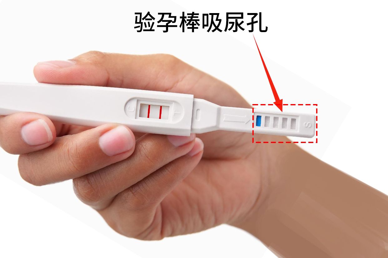 验孕棒吸尿孔在哪里图片