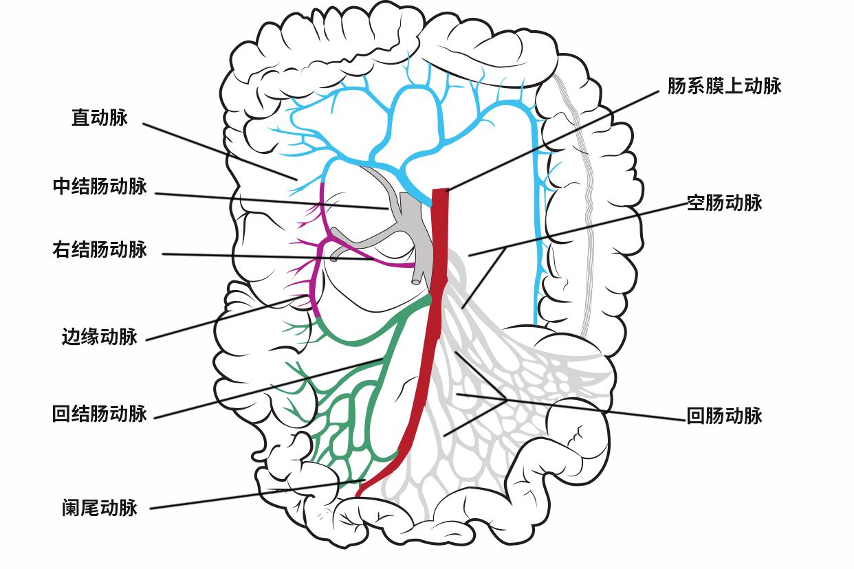 肠道血管分布图