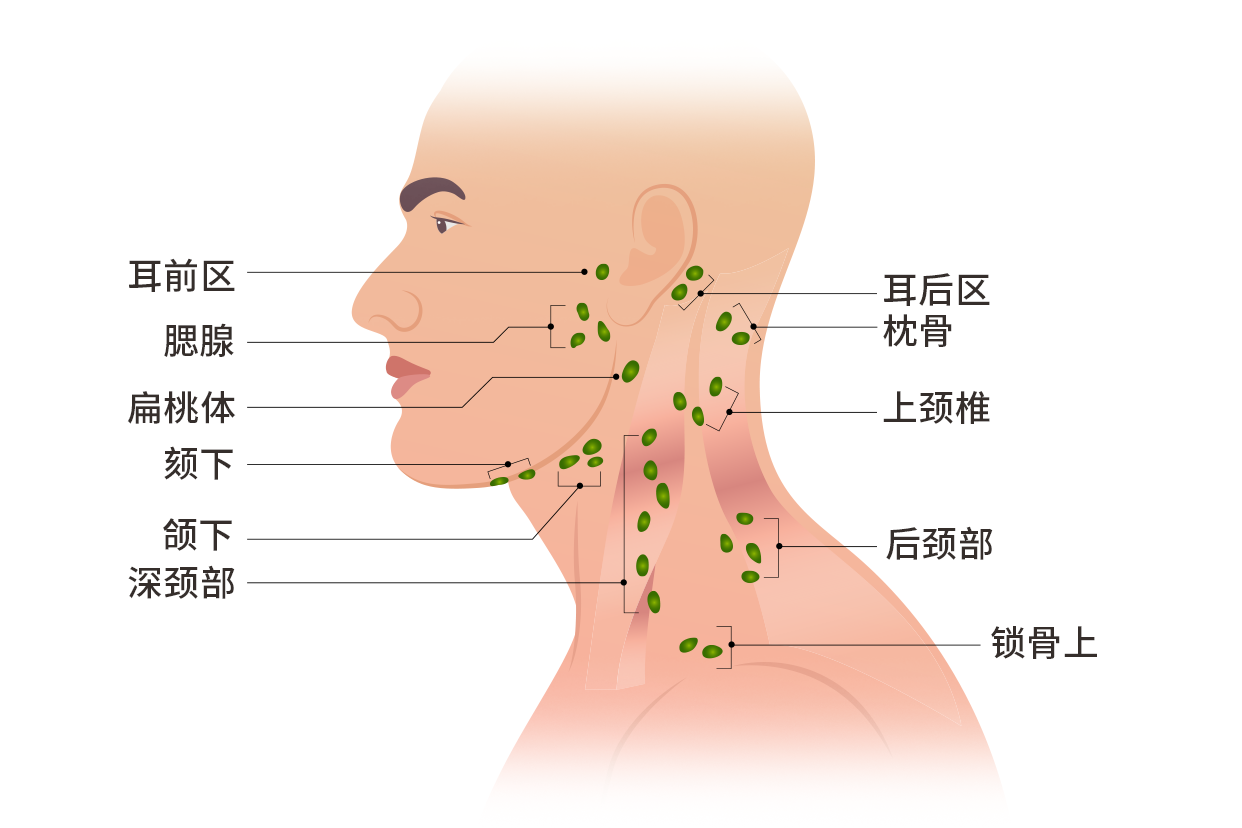 脸颊淋巴结位置图图片