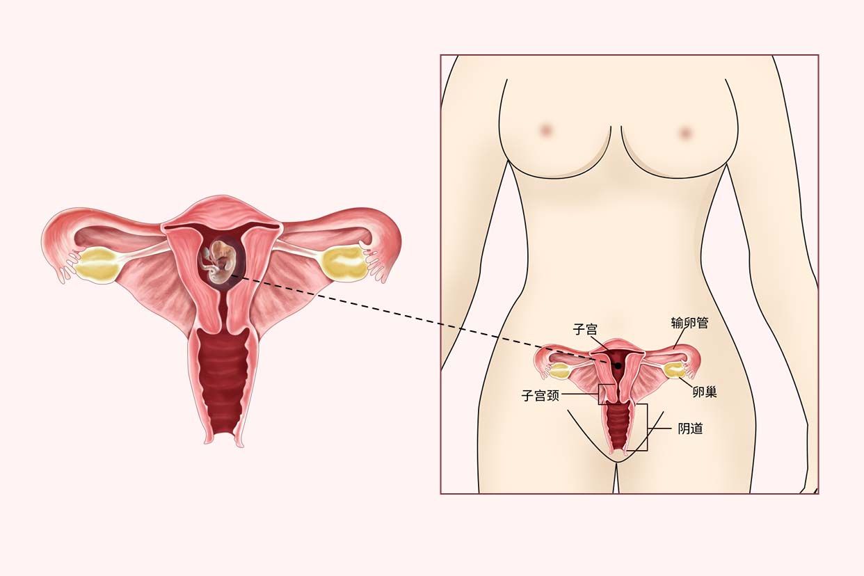 孕囊正常位置图