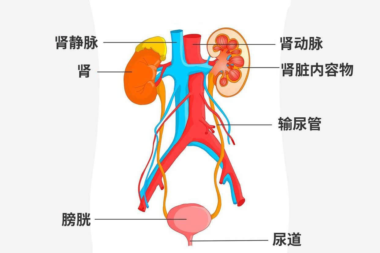 男性泌尿系统详图图片