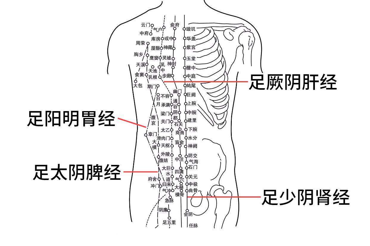 胸部经脉图