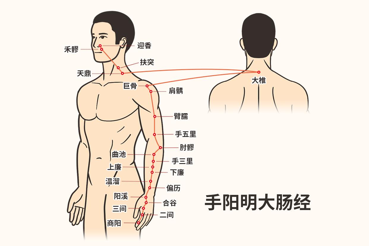 手少阳三焦经循行图