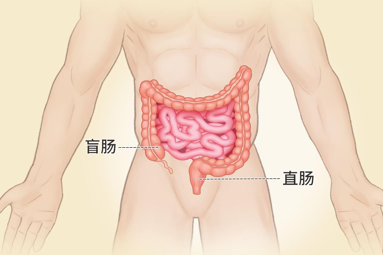 直肠盲肠位置图片