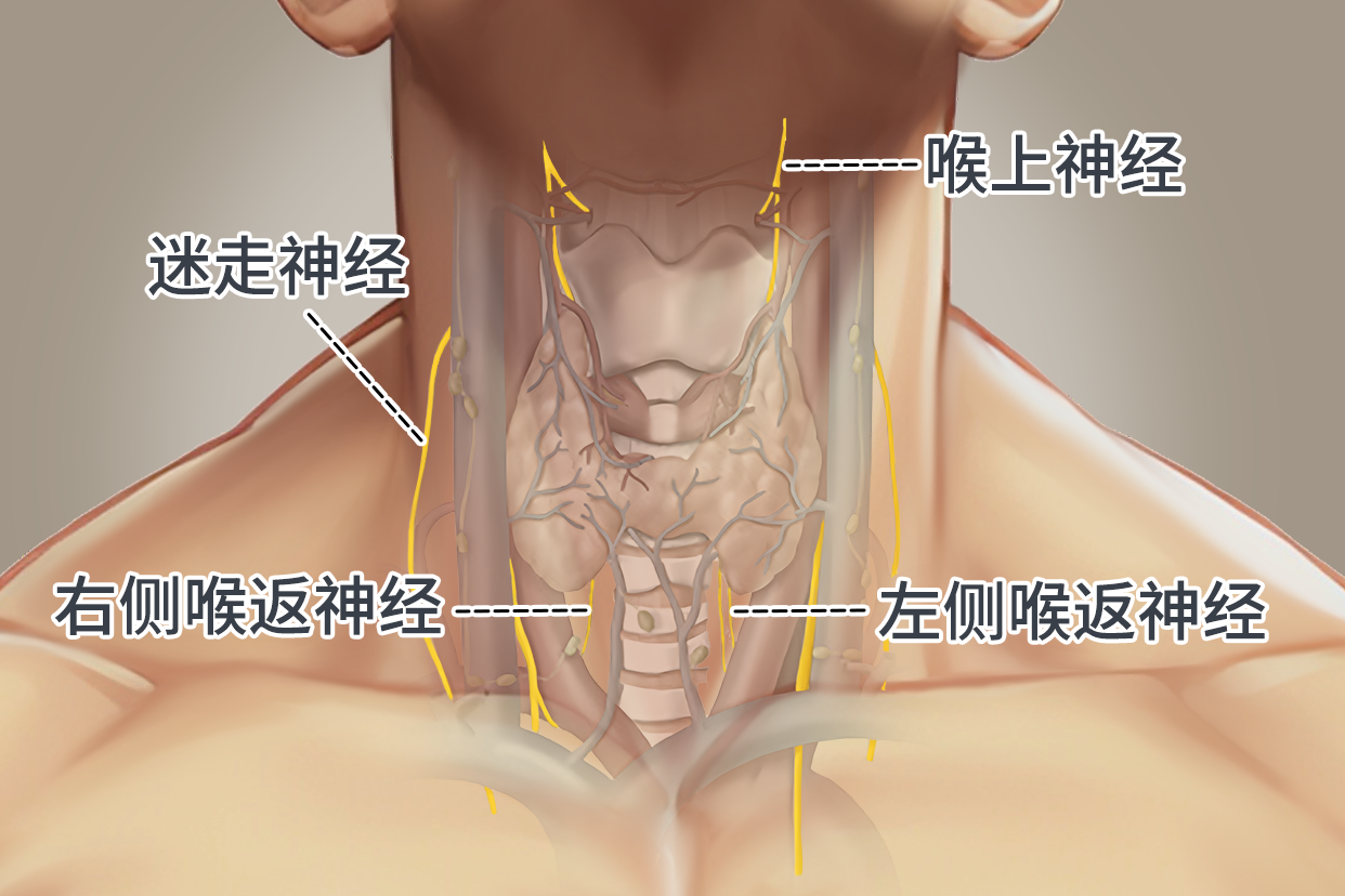 甲状腺神经解剖图