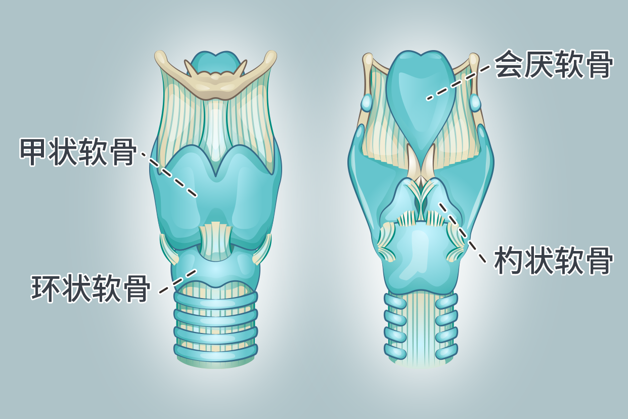 喉软骨位于颈前中央,主要分为甲状软骨,环状软骨,会厌软骨,杓状软骨