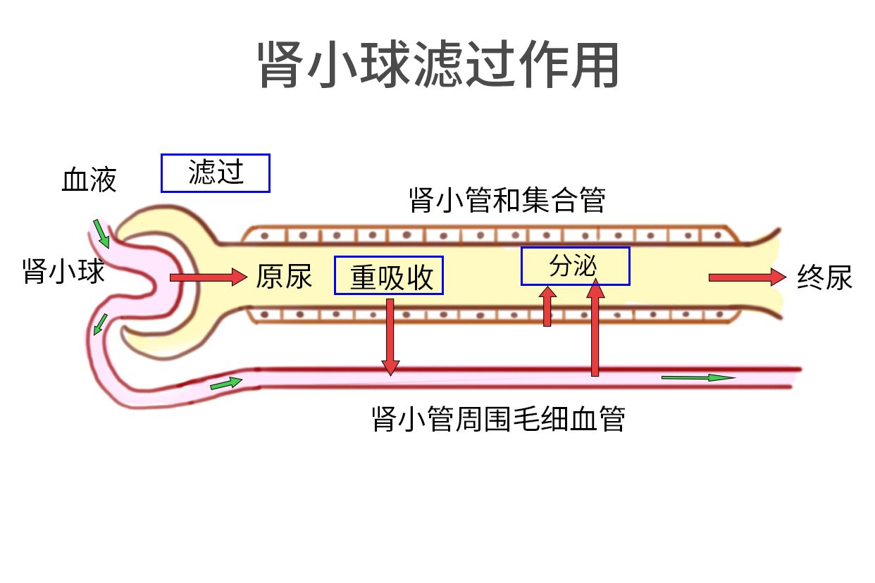 肾小球滤过作用图