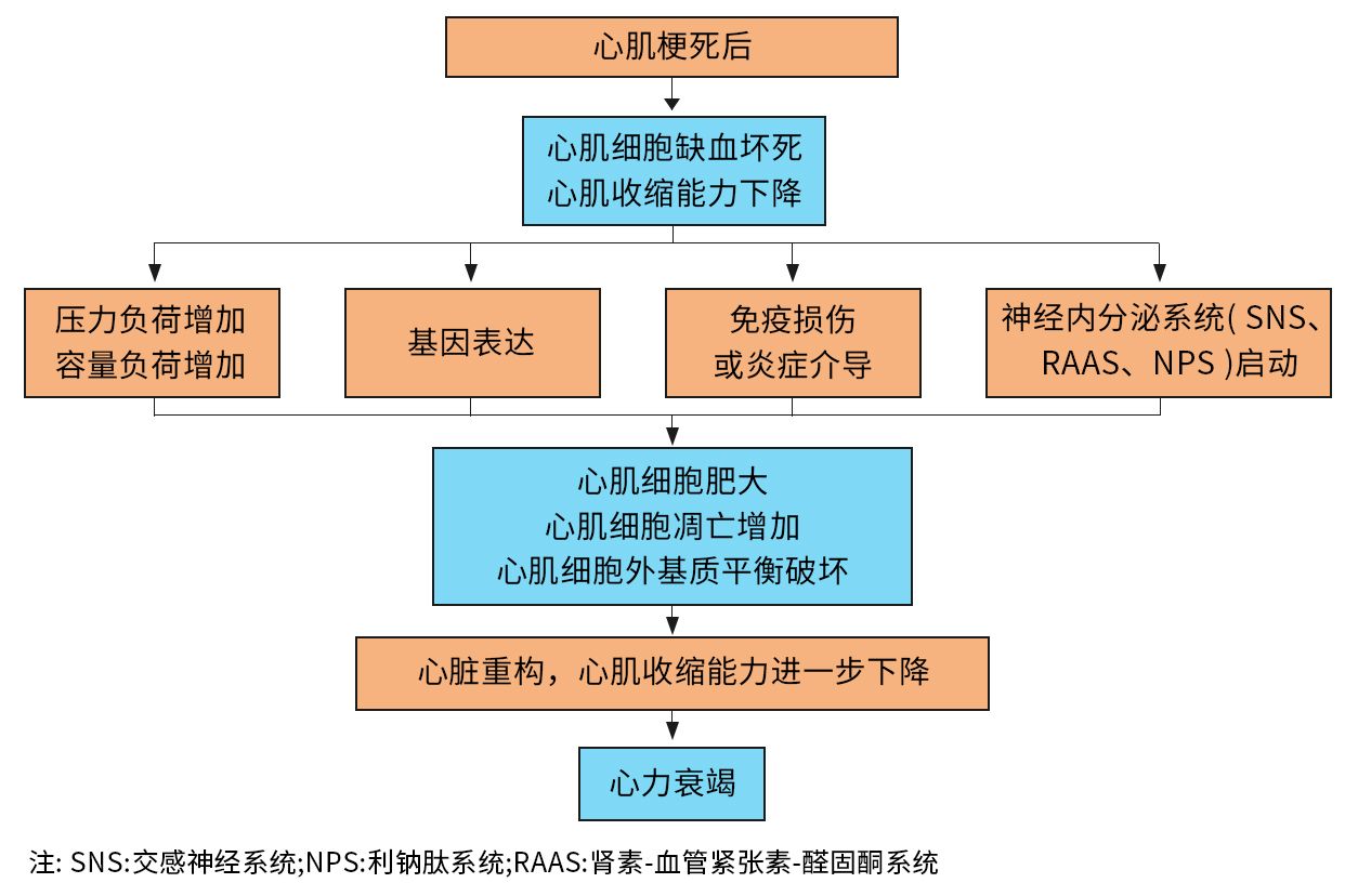 心力衰竭发病机制示意图