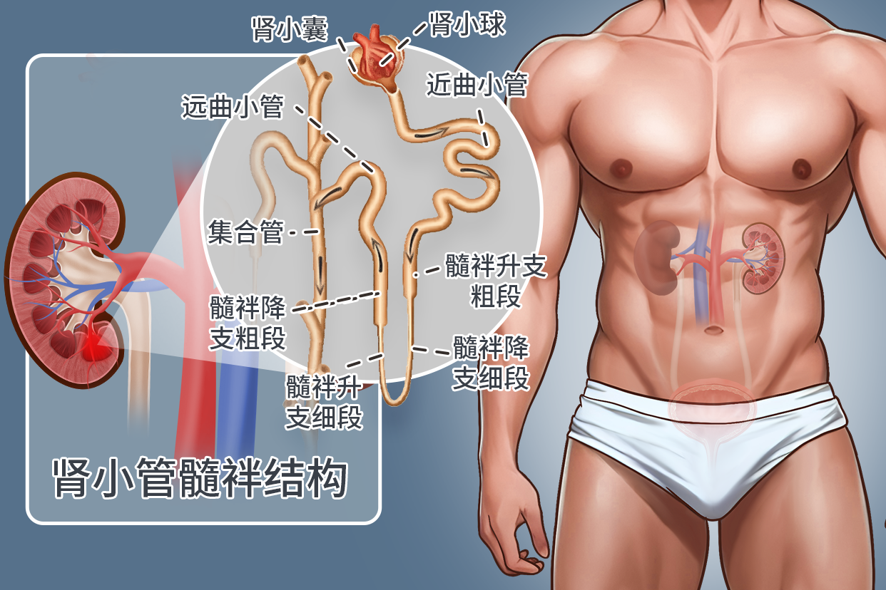 肾小管髓袢结构示意图