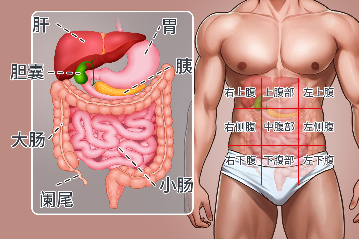 人体腹部结构及器官位置图