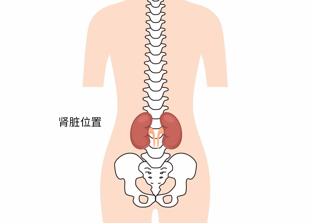 肾在人体的位置图部位图片