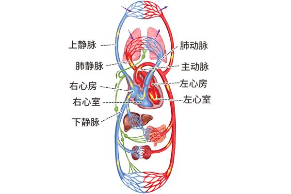心房心室分为左心房,右心房,左心室,右心室,而连接4个心脏腔的血管为