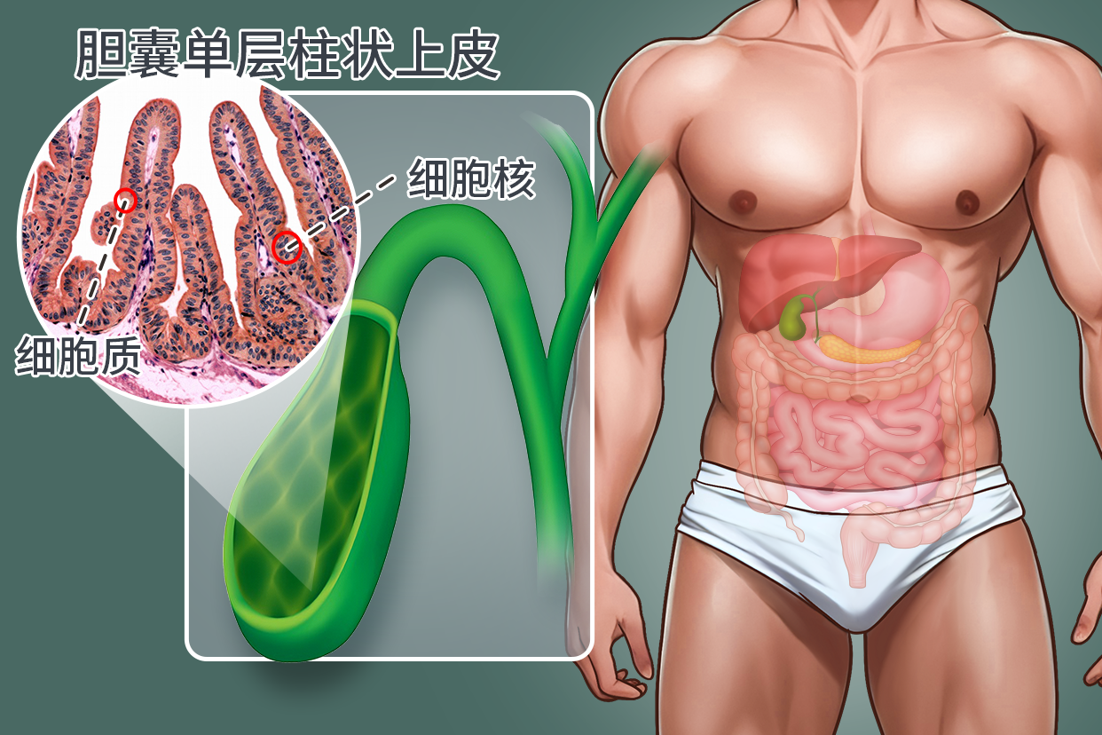 胆囊单层柱状上皮红蓝绘图