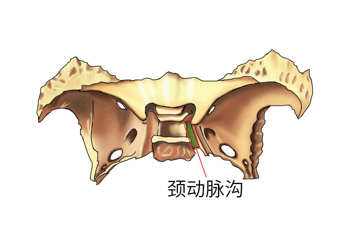 颈动脉沟位置图