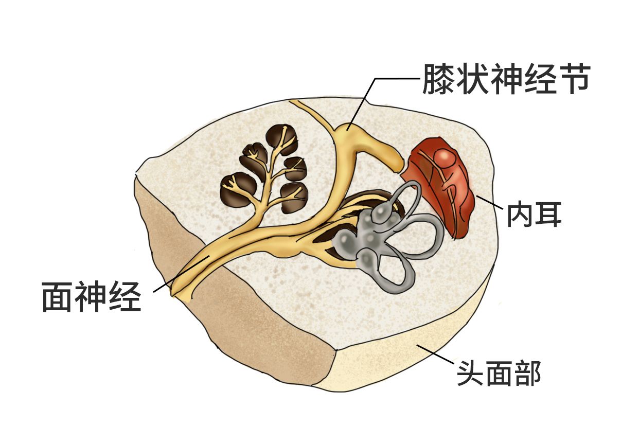 膝状神经节解剖图图片