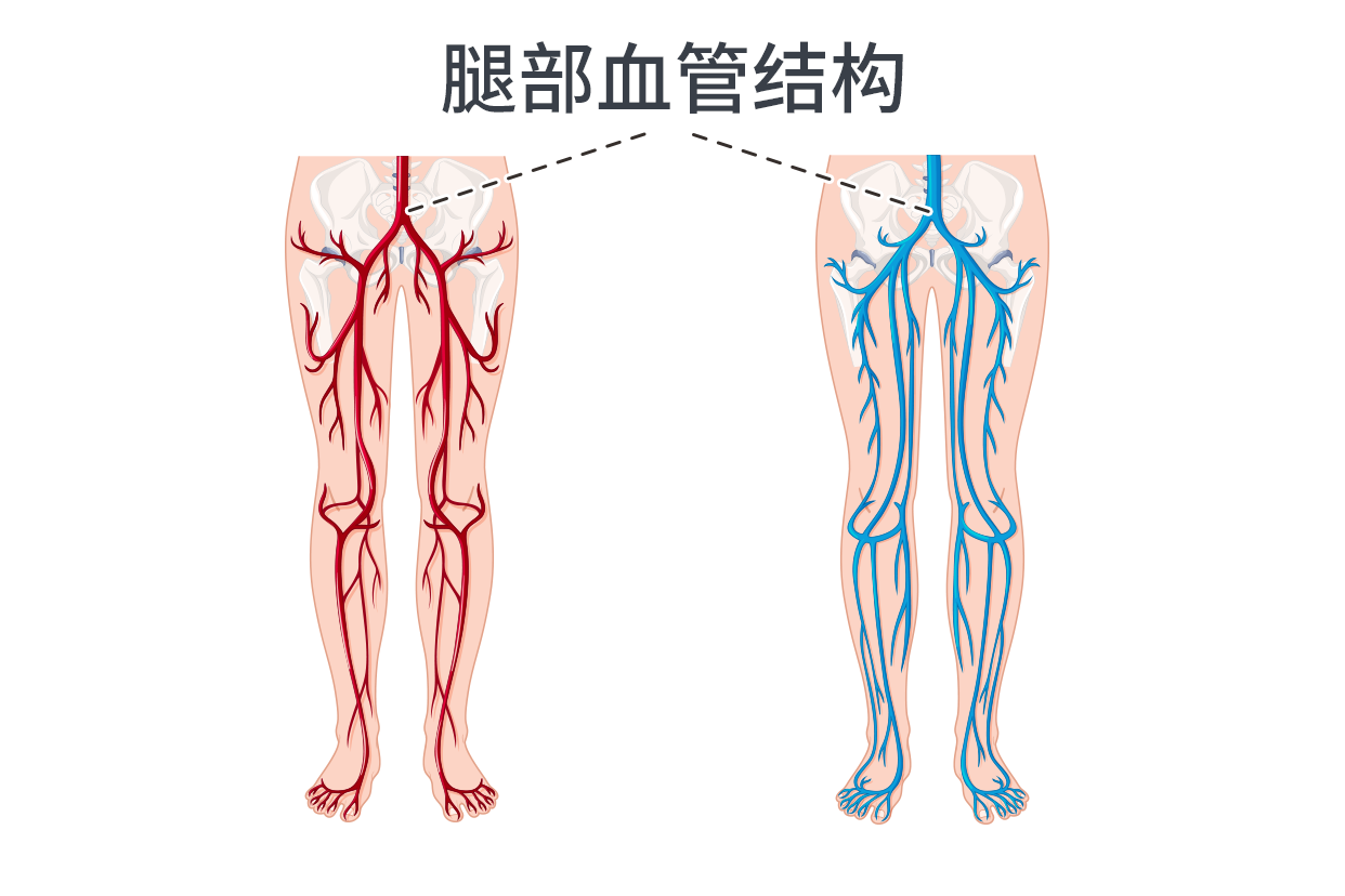 腿部血管图片结构图