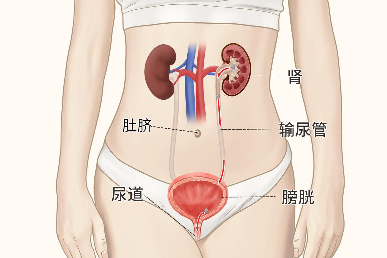 女性肾脏前面位置图